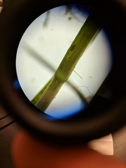 Potamogeton pusillus