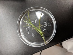 Potamogeton pusillus