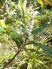 Quintinia serrata