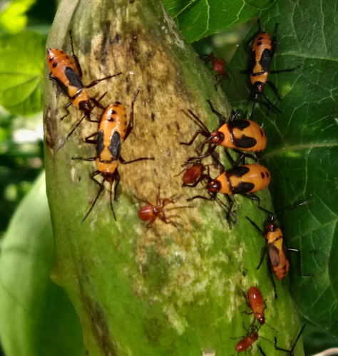 Large Milkweed Bug photographed in Arkansas