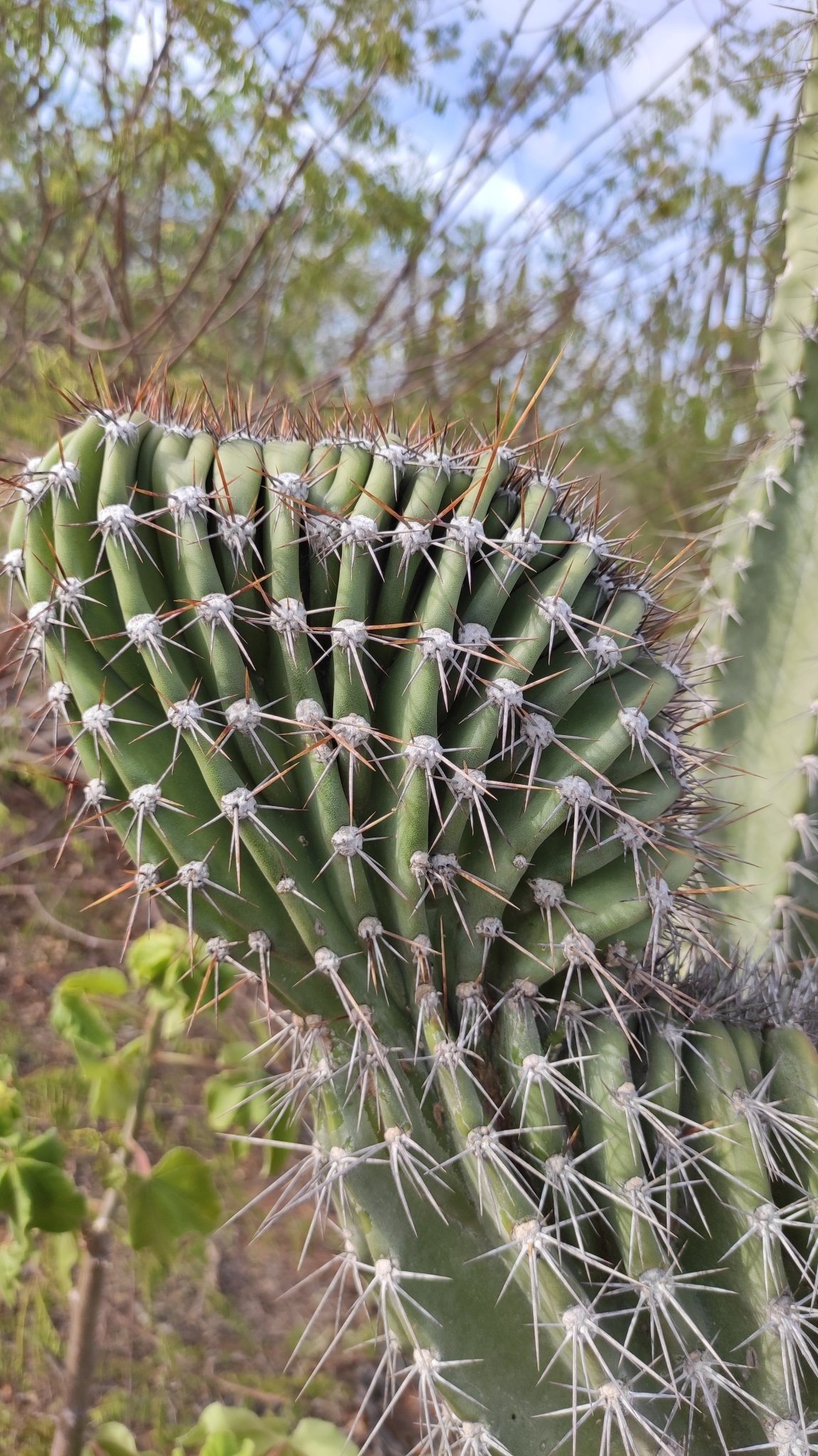 Cereus jamacaru