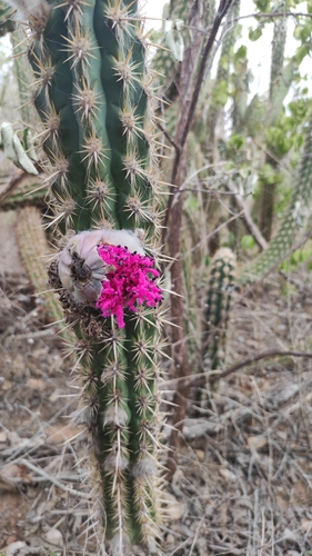 Image of Xiquexique gounellei by (c) Ana Caroline Lima, some rights reserved (CC BY)