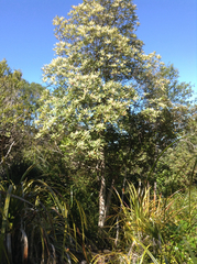 Quintinia serrata