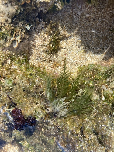 Wrangelia observed 2023-03-17