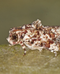 Sycacantha