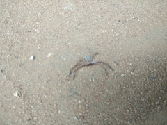Araneae