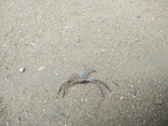 Araneae