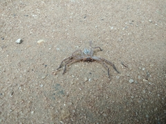 Araneae