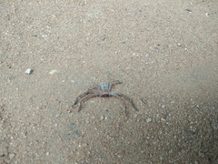 Araneae