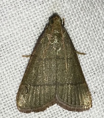 Hypsopygia nostralis