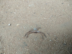 Araneae