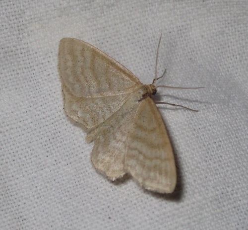 Idaea macilentaria