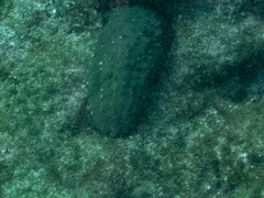 Isostichopus fuscus image