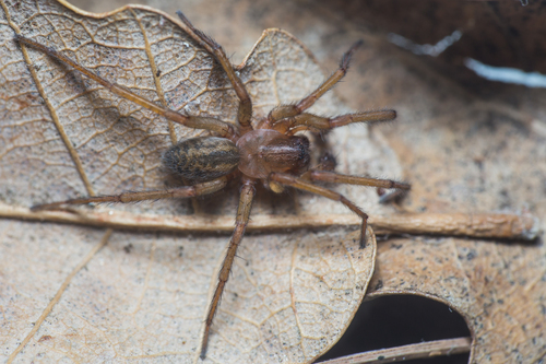 Eratigena feminea