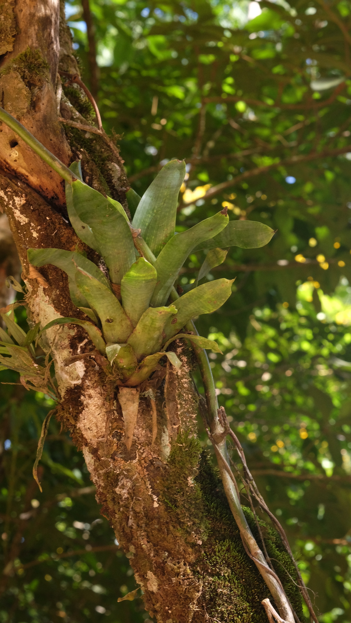 Vriesea gigantea