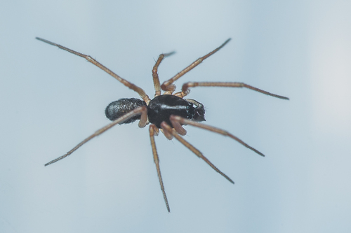 Representative image of Agyneta pseudorurestris