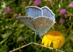 Polyommatus daphnis