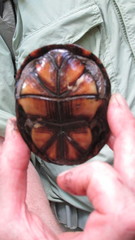 Kinosternon subrubrum subrubrum