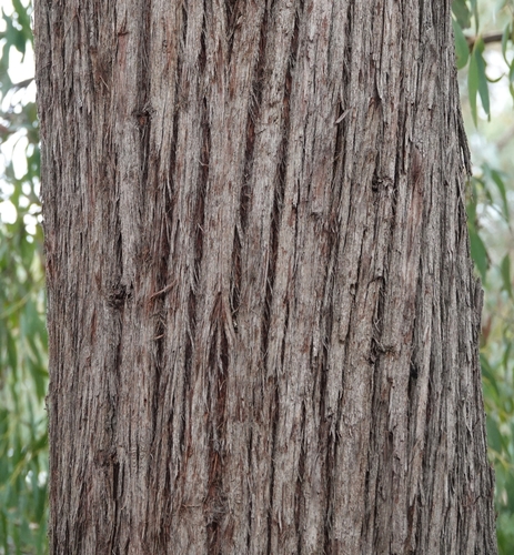 Image of Eucalyptus macrorhyncha by no rights reserved