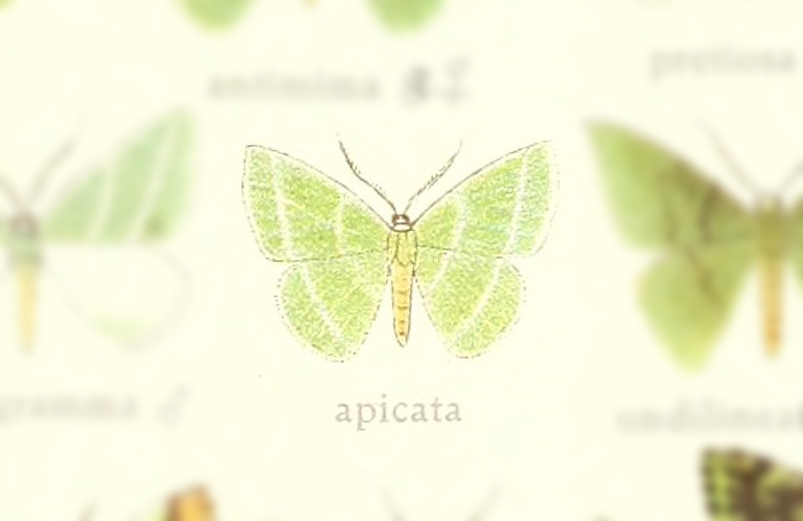 Synchlora apicata