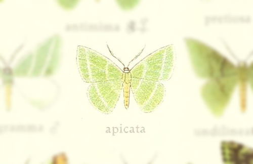 Synchlora apicata