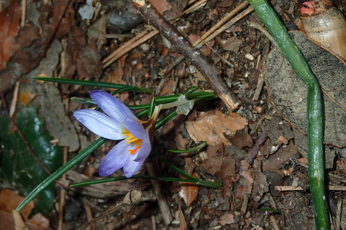 Crocus cyprius, photograph 3
