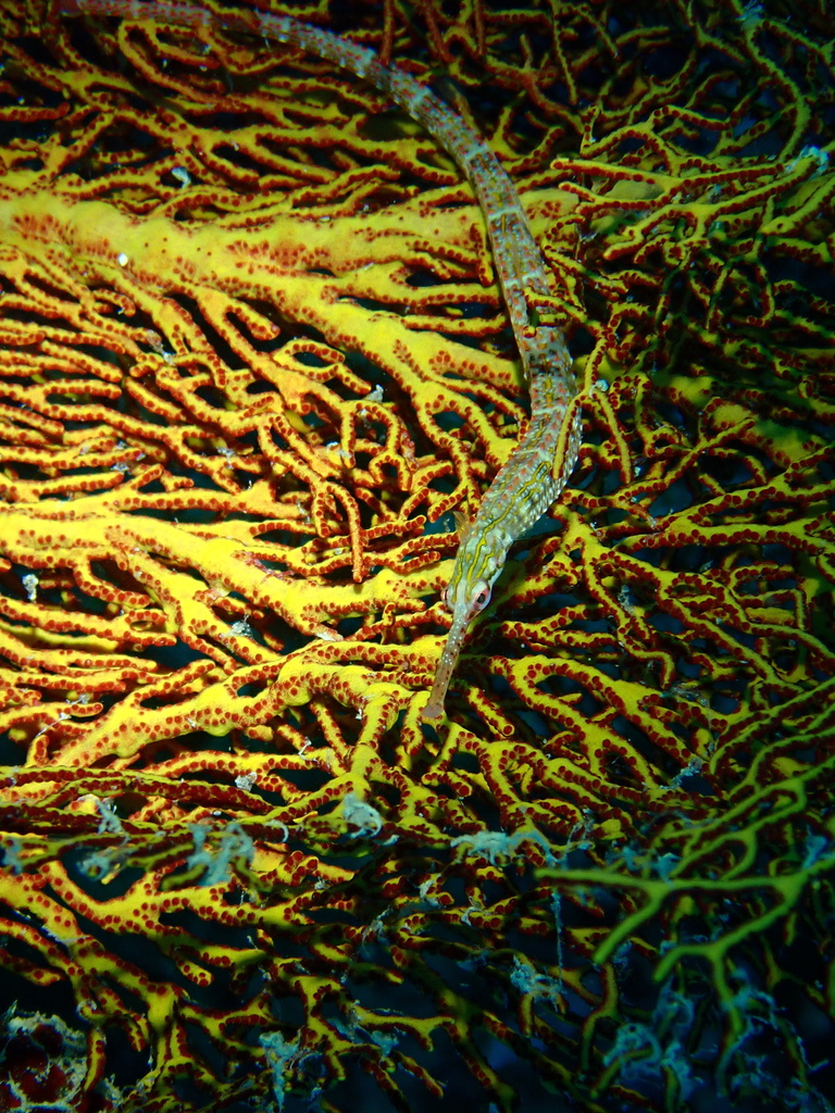 Gilded pipefish