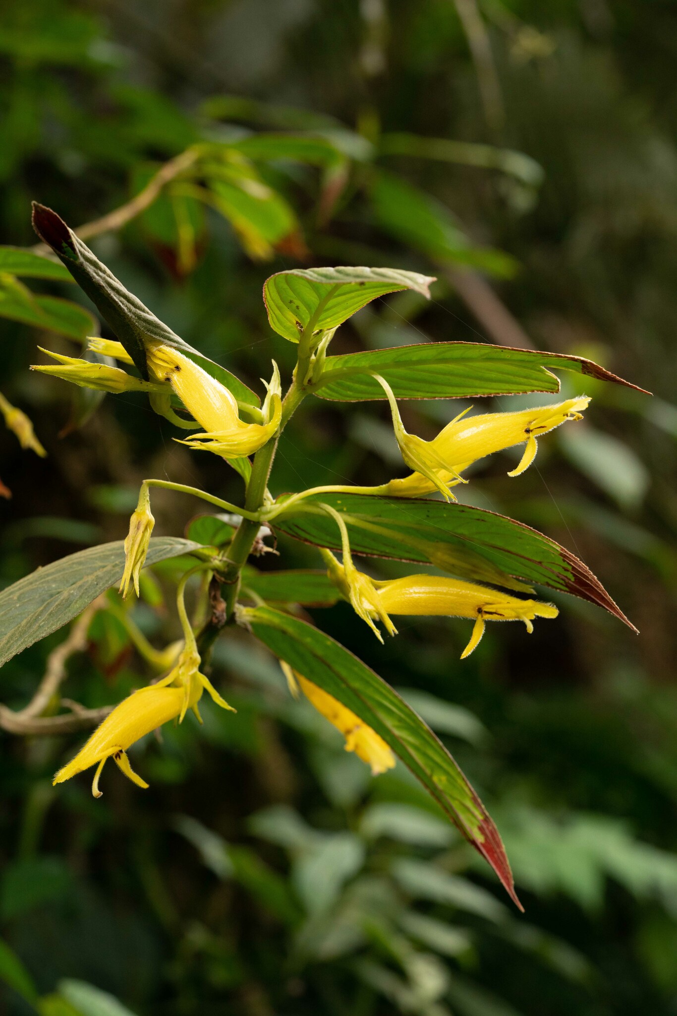 Columnea ericae