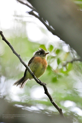 Xenotriccus callizonus