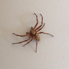 Philodromus aureolus