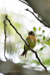 Xenotriccus callizonus