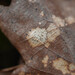 Ramularia endophylla - Photo 由 Nicolas Schwab 所上傳的 (c) Nicolas Schwab，保留部份權利CC BY-NC