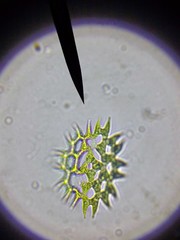 Pediastrum