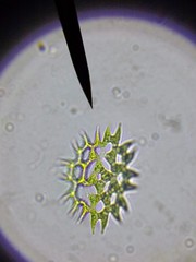Pediastrum