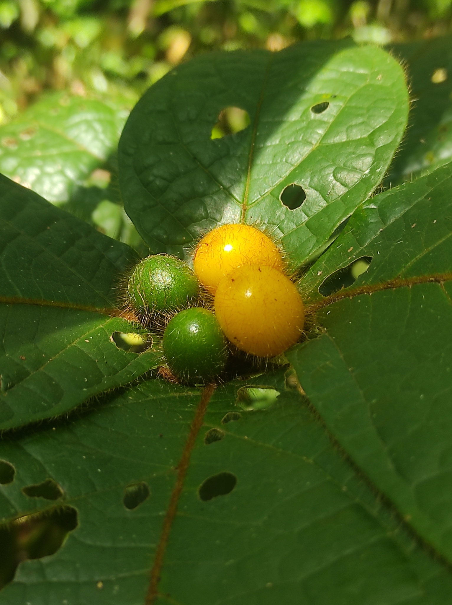 Cordia nodosa