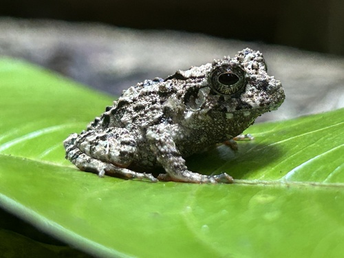 Rugose Robber Frog, Craugastor rugosus
