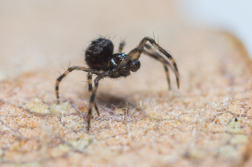 Mysmena leucoplagiata · iNaturalist Mexico