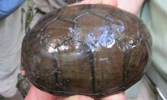 Kinosternon subrubrum subrubrum