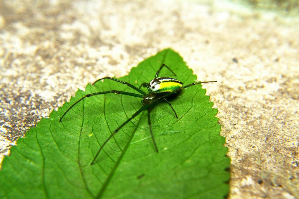 Leucauge beata