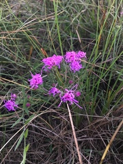 Liatris bracteata
