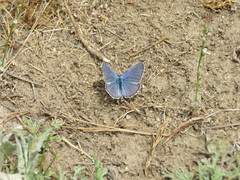 Plebejus melissa paradoxa