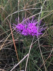 Liatris bracteata