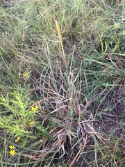 Chloris texensis