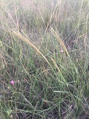Chloris texensis