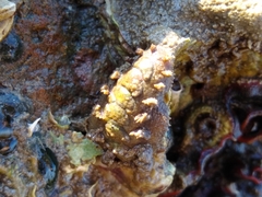 Acanthochitona zelandica