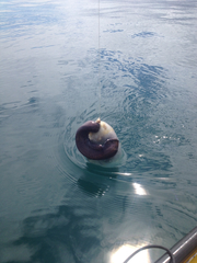 Eptatretus cirrhatus