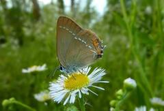 Satyrium acaciae