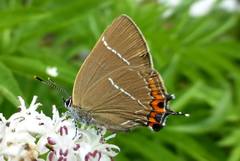 Satyrium w-album