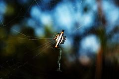 Gasteracantha geminata