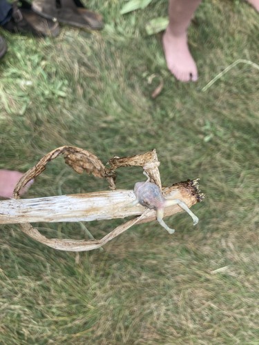 iNaturalist observation photo of Frogs and Toads